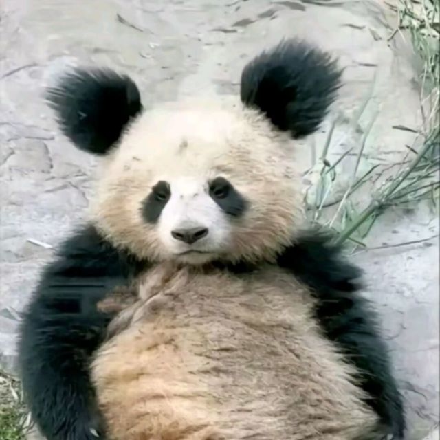90285     吴   涛