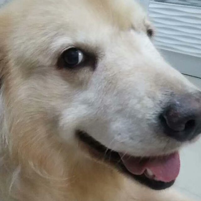 902988 郁闷的雀雀儿