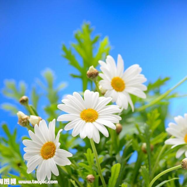 904153 Daisy★