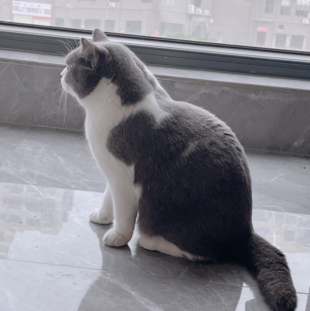 904659406 清影