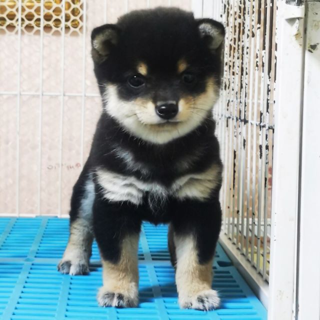 904951 辽宁~煜隆犬舍(猛)