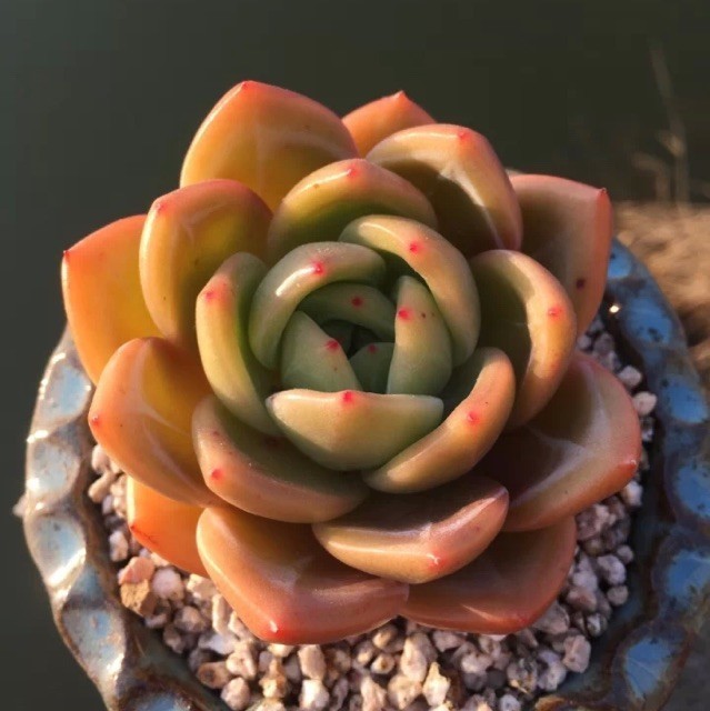 90660 菲菲
