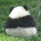 906727  英炸鸡