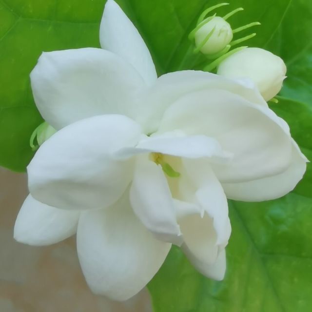 907265 蓝雨无忧