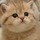 907485 小 猫 咪