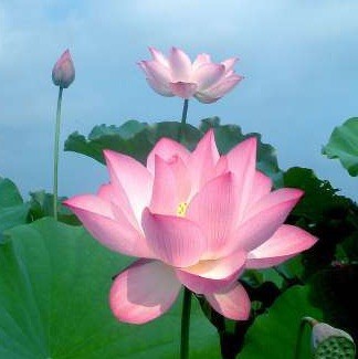 907554 缥缈