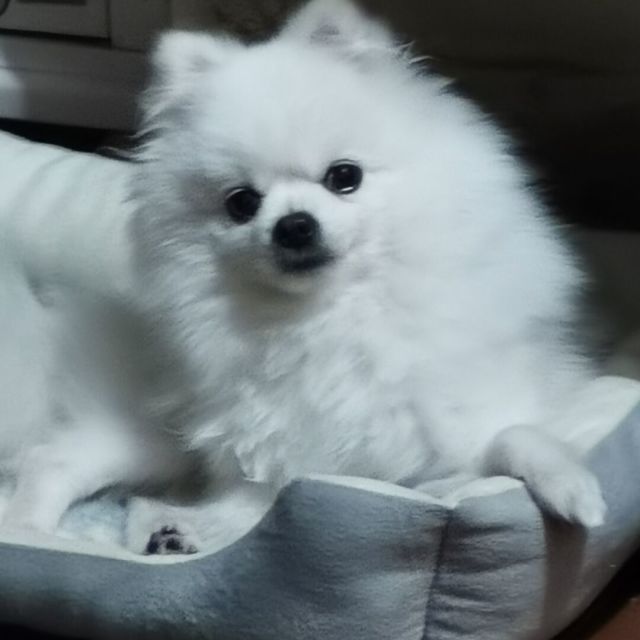908834 Smile微笑