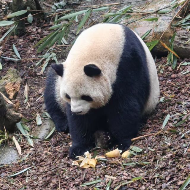 910347 懒、羊羊
