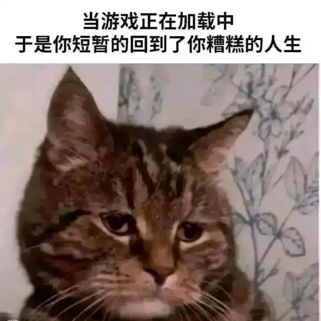 910488 ドｓ、ねこ♪