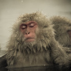 910938  nETMONKEY