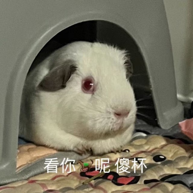 911170 Amy。