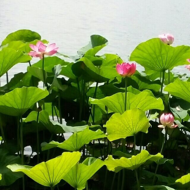 912415  快乐阳光