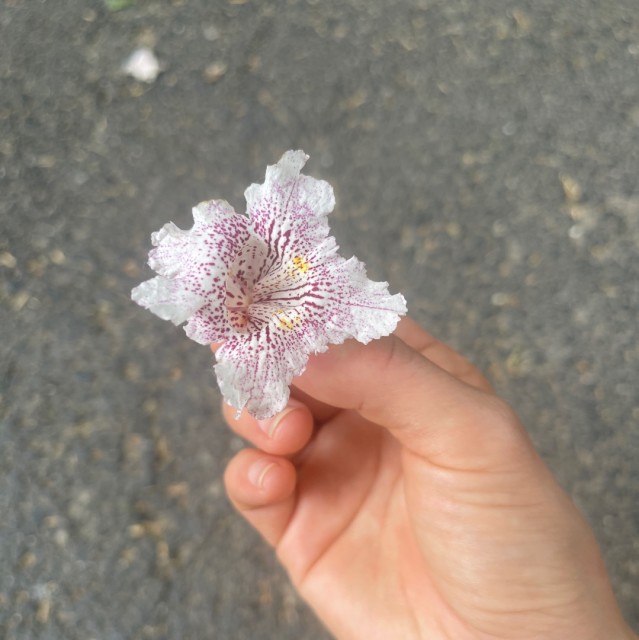 913066 爱上落叶的我