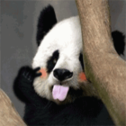 913990 panda