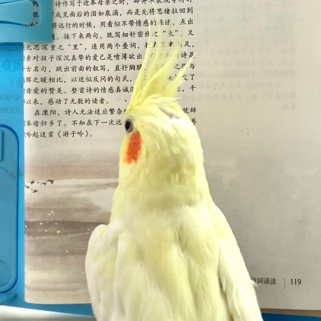 914144 浪里摇
