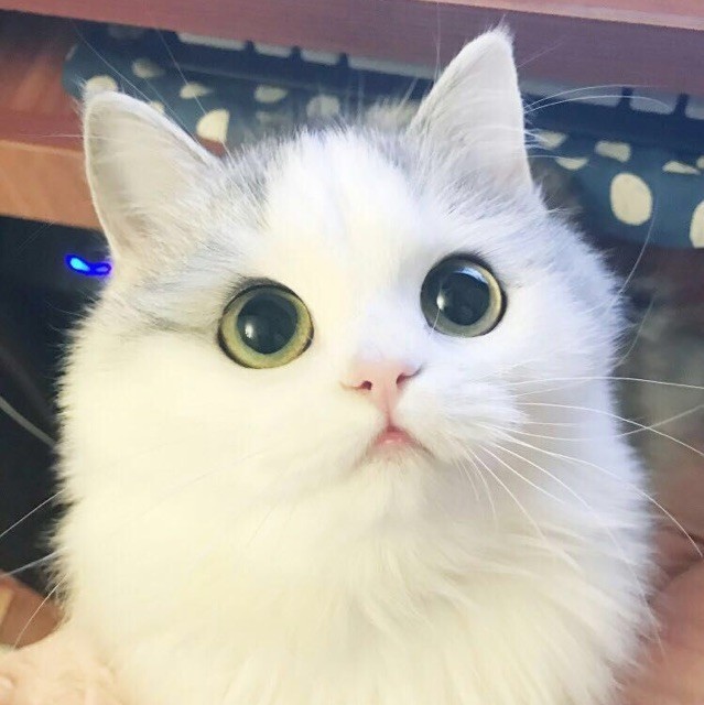 914240 甜甜猫ぅ