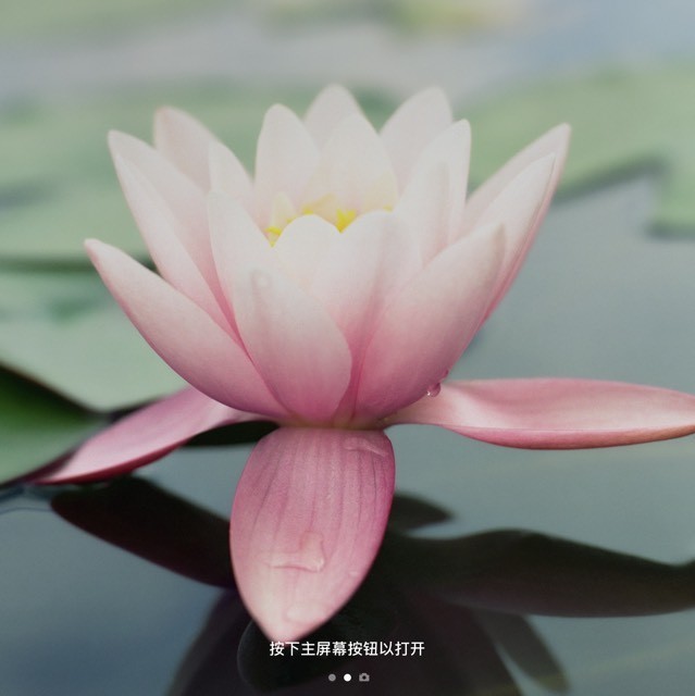 914765 绿洲