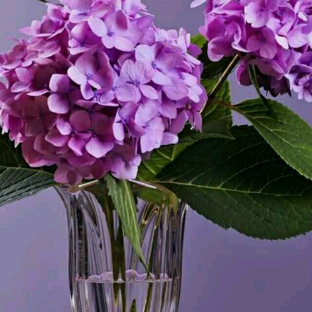 915326 Jason