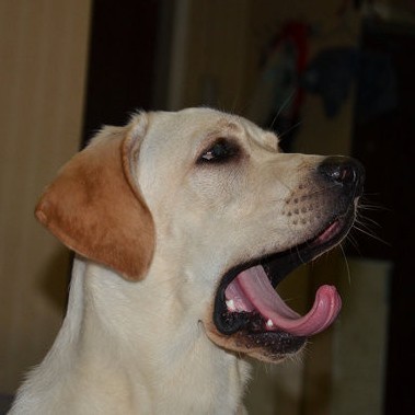 915823 Jack