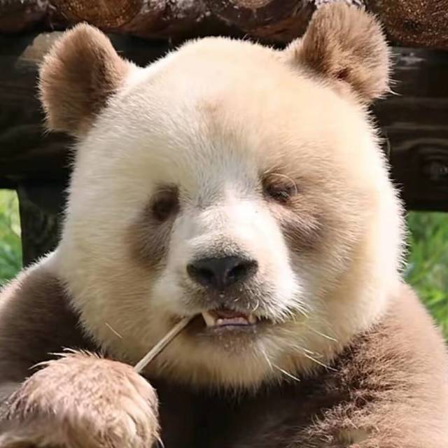 915900 成事在人√