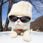 917855 猫王
