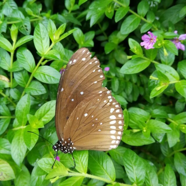 918226 心诚大爱无恙