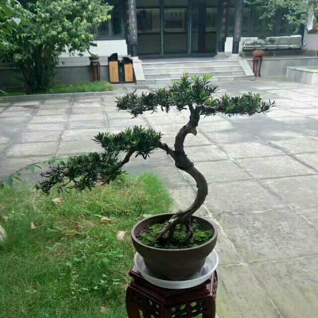 919888 ︶ㄣ斷線紙鳶