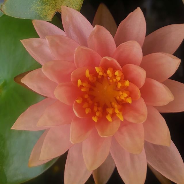 923290 秀玉【弹指】