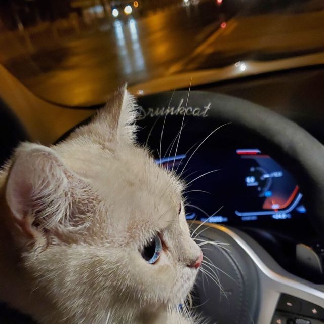 92373 花猫
