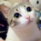 923793 meommeom