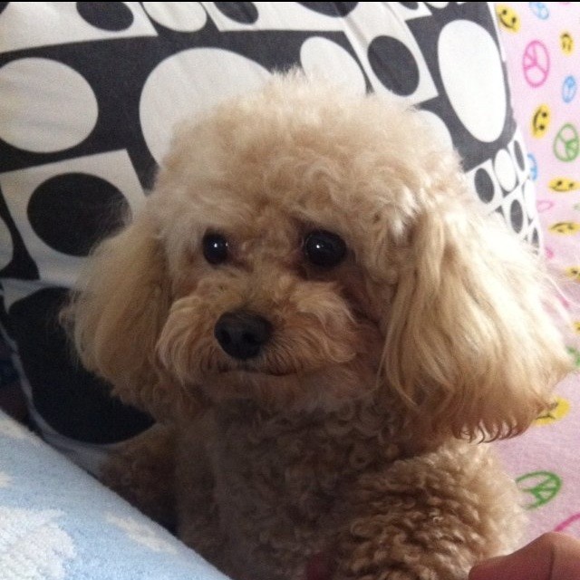 925215 王子笑。