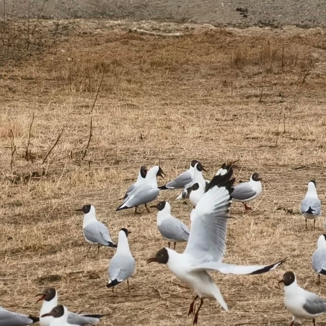 92586 梦回唐朝