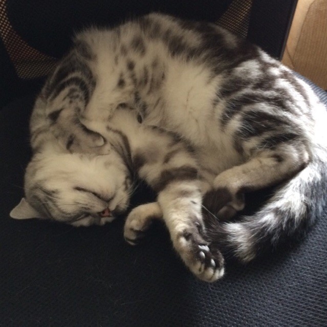 926134 安全猪