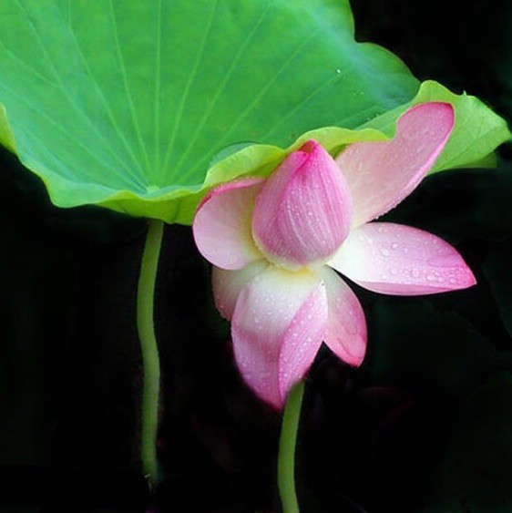 92858 原捷科技