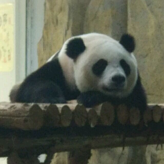 929084 蒋