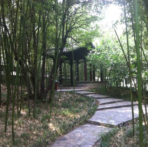 930686 风来疏竹