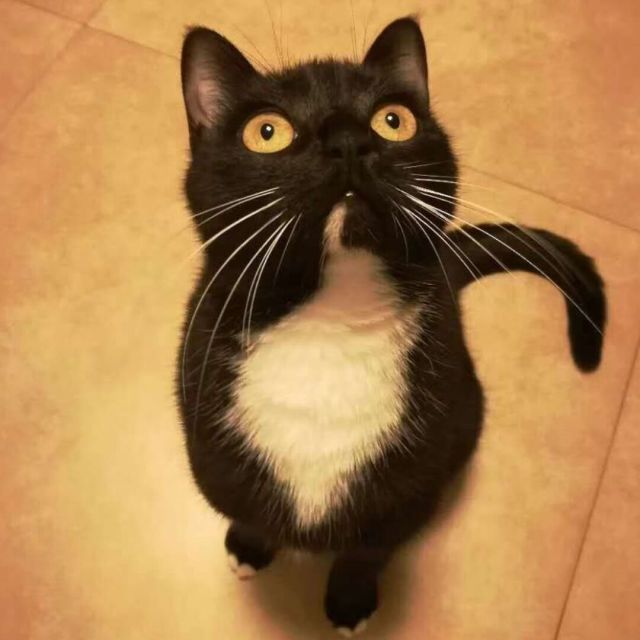 931176 bobo