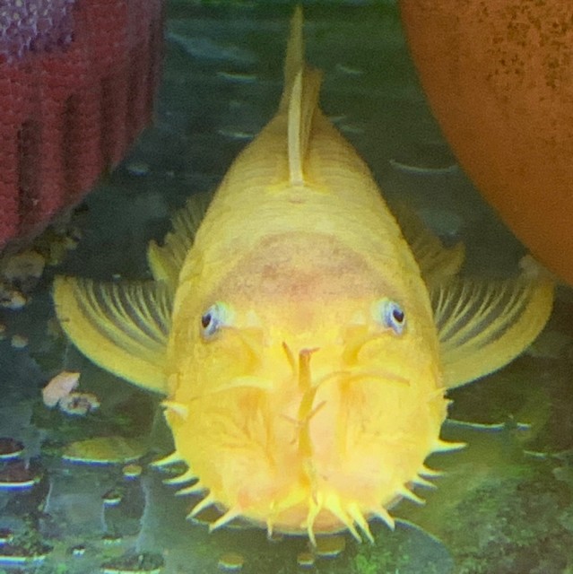 932716 瓦西德