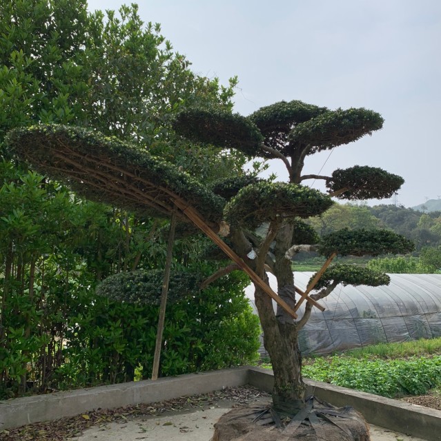 933889 逆时针的回忆