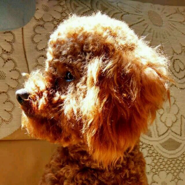 934706 micropp