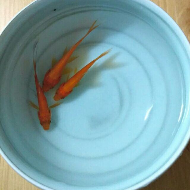 935234 郭胜