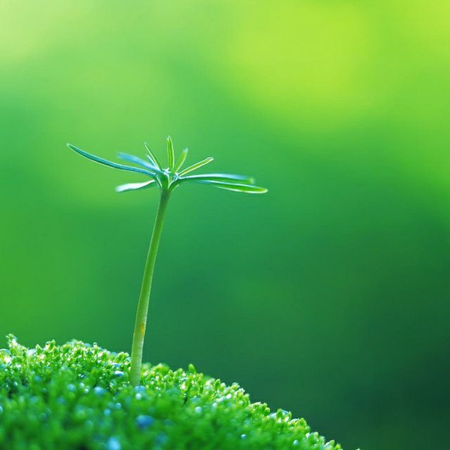937152 荒原苍狼