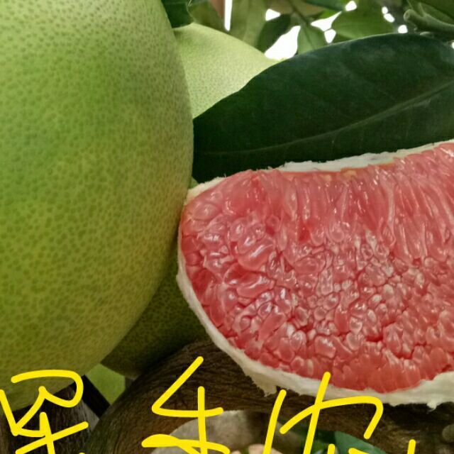 938584 百果香生态农庄
