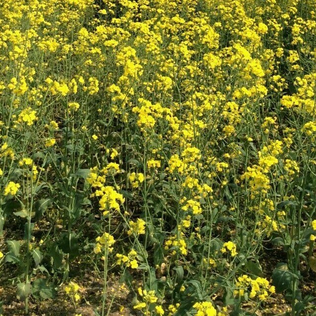 939070 葫芦麻麻