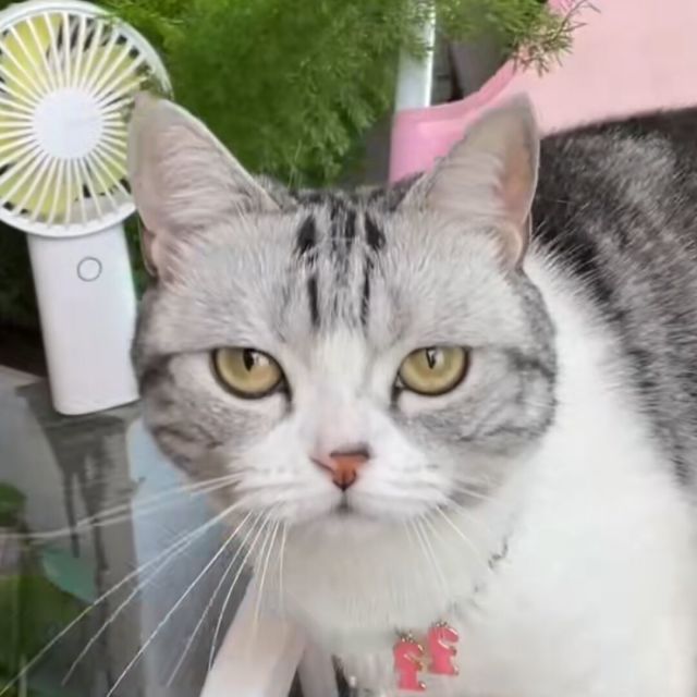 941263 查吉