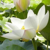 941806 蓝色月光