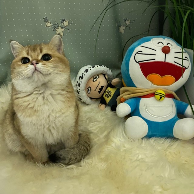942527 沫了了