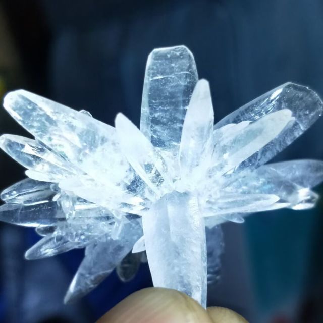 948242 蝶为花舞 