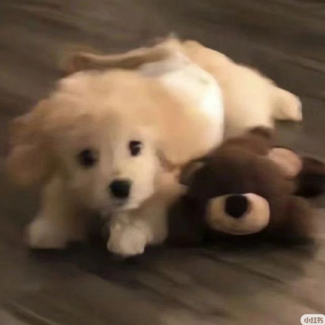 949666 小瑞儿