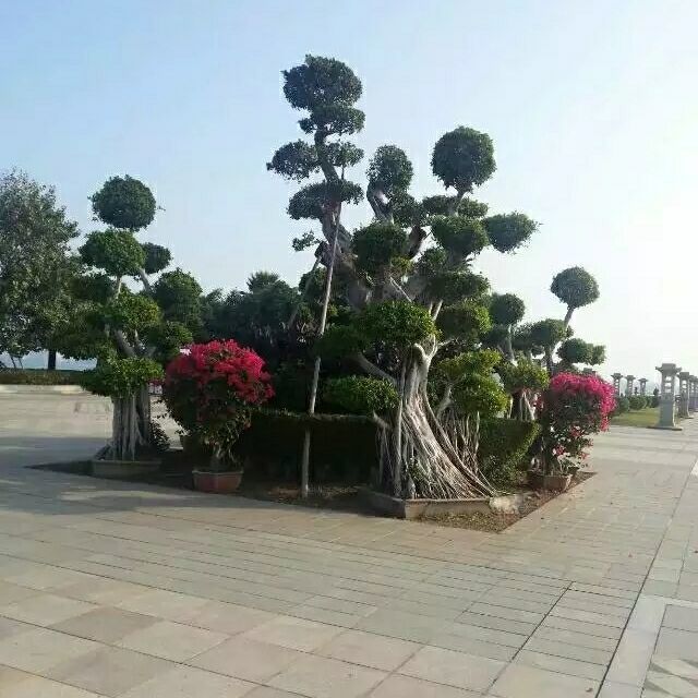 952622 涛声依旧